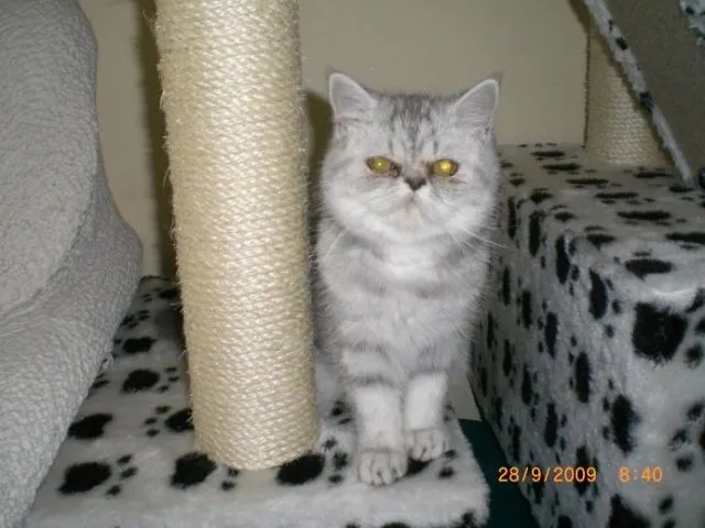 Junge Exotic Shorthair Kätzin geb. 7.04.2021