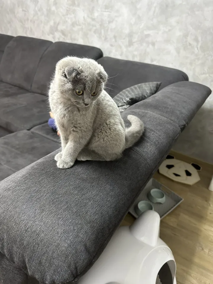 Britisch kurzhaar kitten bkh