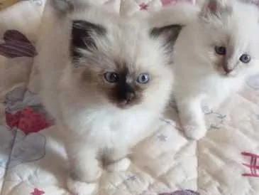 very pretty ragdoll kittens