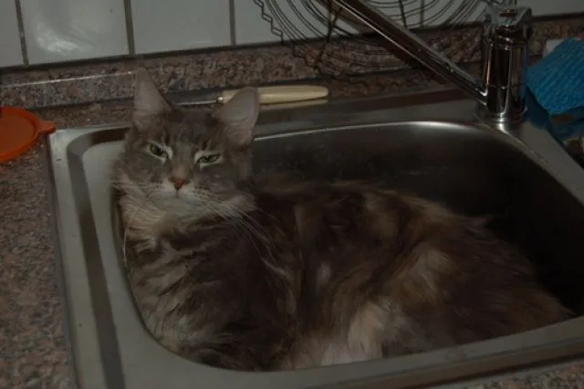 Wegen Zuchtaufgabe wunderschöne Maine Coon Dame