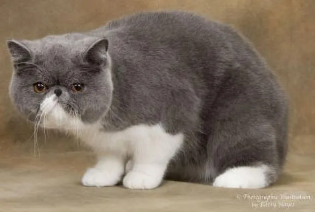 EXOTIC SHORTHAIR KATZE  1  JAHR ALT MIT ZUBEHÖR