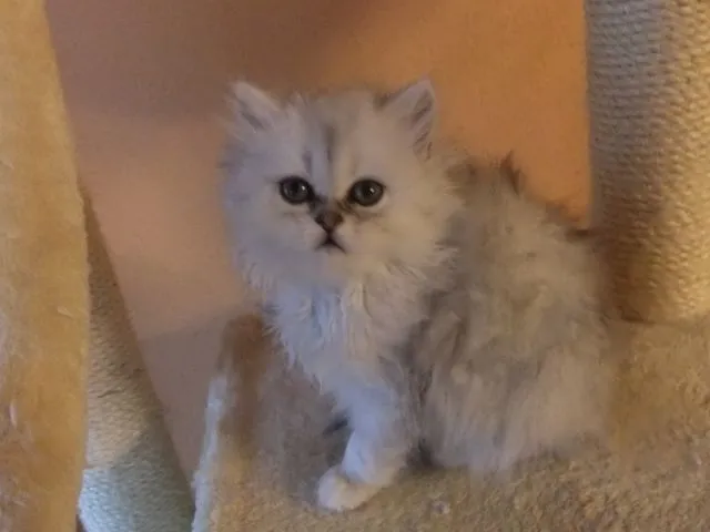 perserkatzen Babys
