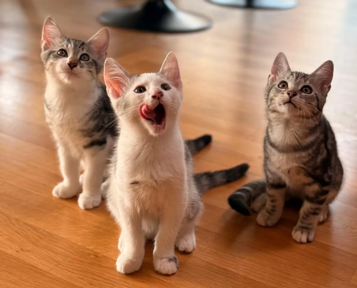 Wunderschöne Norwegische Waldkatze Mix Kitten suchen liebevolles zu Hause