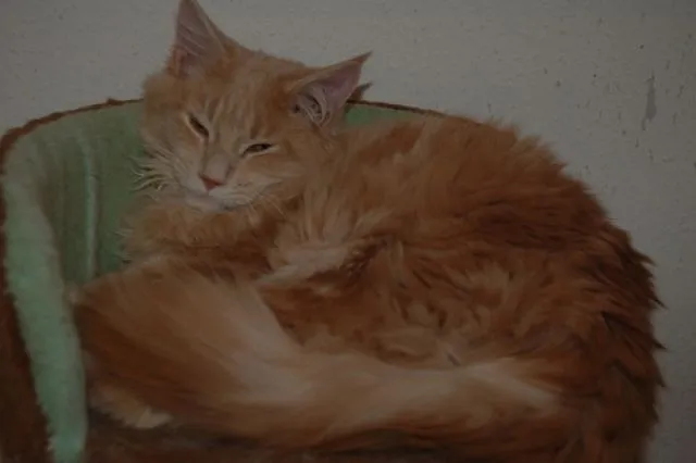 Super Maine Coon Kater