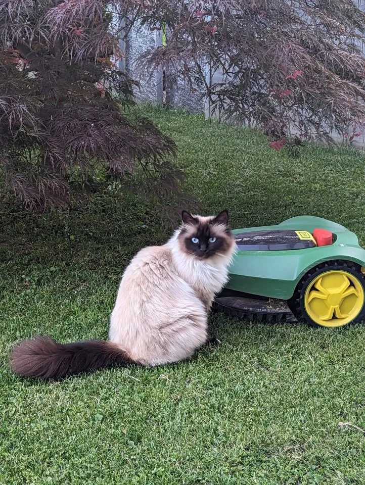 Wir suchen unsere geliebte Birma Katze
