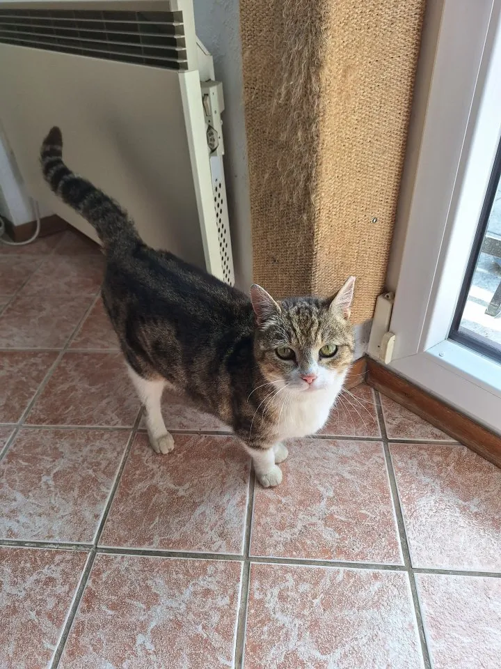 Katze zu verschenken