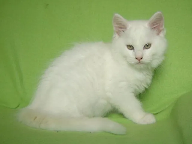 Süße Maine Coon Babys