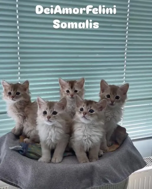 Somali Kitten in silber