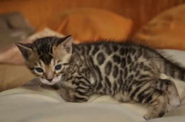 wunderschöne Bengalkitten suchen noch Spielgefährten fürs Leben!