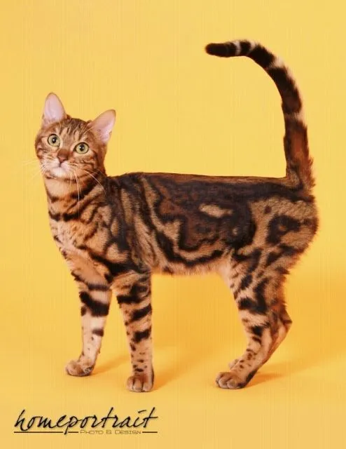 Bengalkatzen suchen einen neuen Dosenöffner!