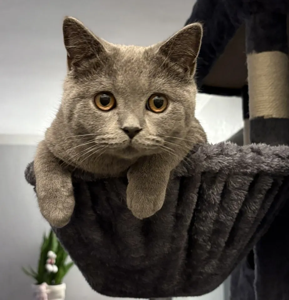 Britisch Kurzhaar Deckkater (kein Verkauf)