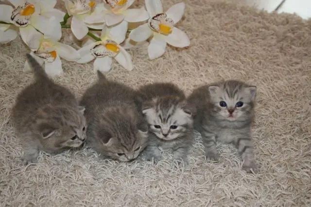 4 Wunderschöne BKH- Kitten!!!