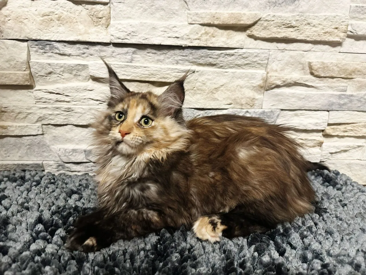 Main Coon Kitten suchen ein neues Zuhause