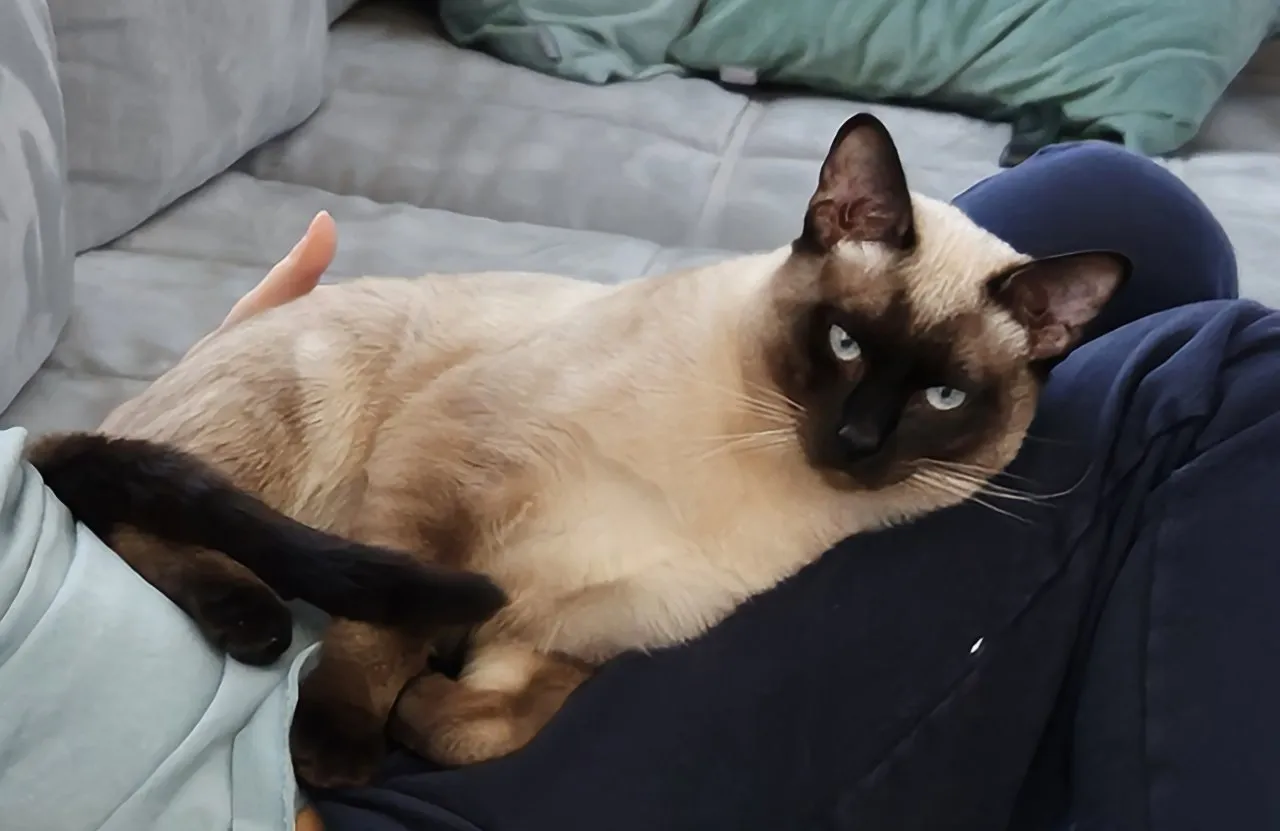 Siam Deckkater reinrassig
