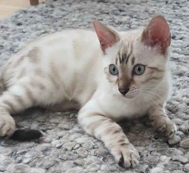 Bengal Kitten ( snow ) Katzenbaby seal lynx rosetted tabby