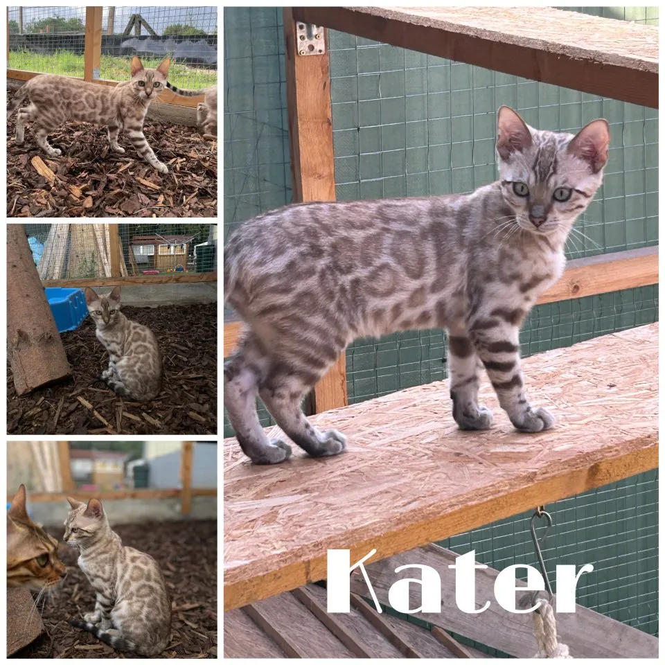 Bengal Jung Katzen (5 Monate alt)
