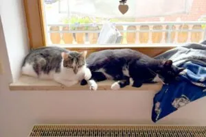 LUNA und POLLY  - weitere Infos, siehe unten - werden gemeinsam vermittelt!