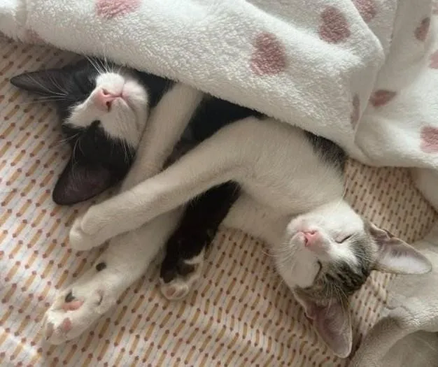 Bella & Luna - Schmusekätzchen Bella & Luna - zwei beste Freundinnen