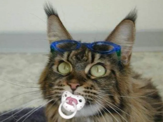 Maine Coon Babys ?