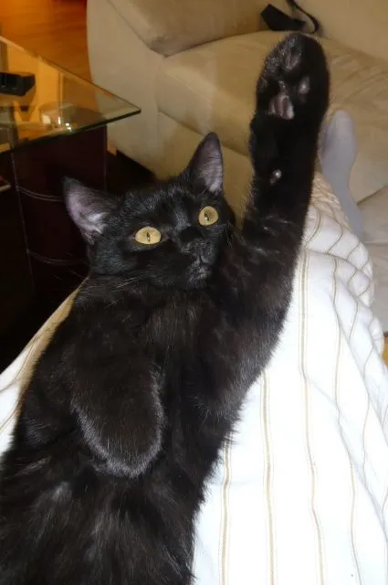 kastrierter Kater abzugeben