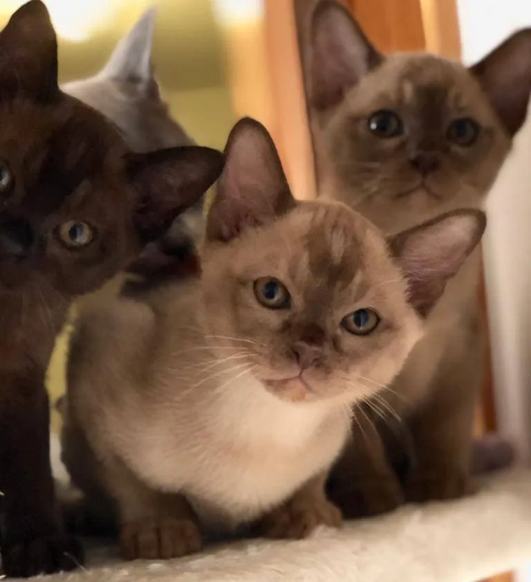 Burma Kitten REINRASSIG