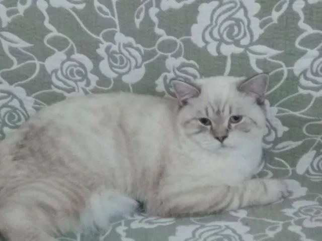 BKH Deckkater