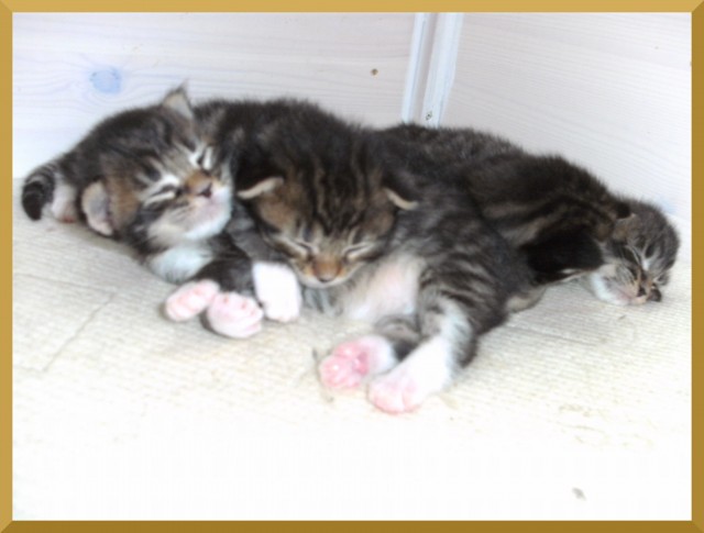 Typvolle Maine Coon Kitten Mit Papiere Zu Verkaufen Katzen