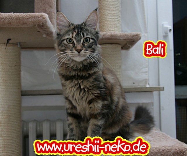 Bali Schmussige Maine Coon Katze Abzugeben Katzen