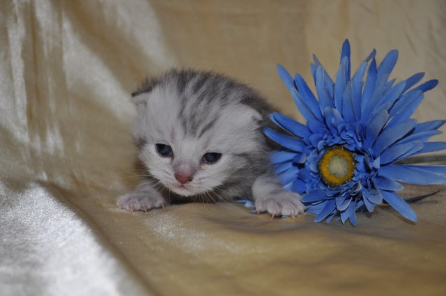 Bkh Und Highlander Zu Vergeben Katzen Kleinanzeigennet