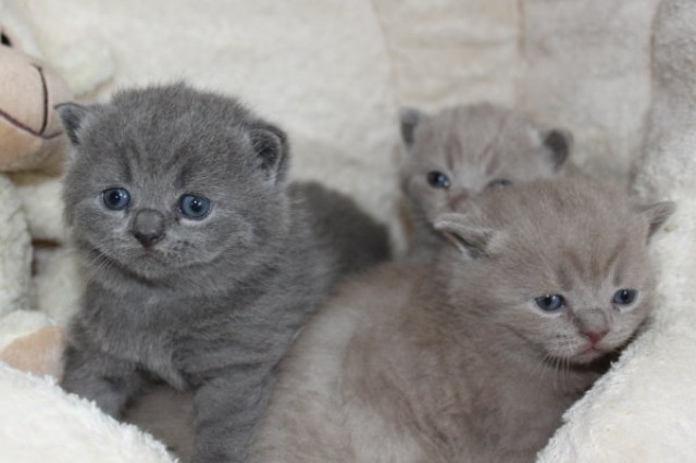 Bkhkartäuser Kitten In Blau Und Lilac Nähe Koblenz Katzen