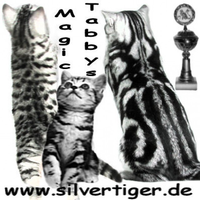 Britisch Kurzhaar Silbertabby Classic Und Spotted Berlin