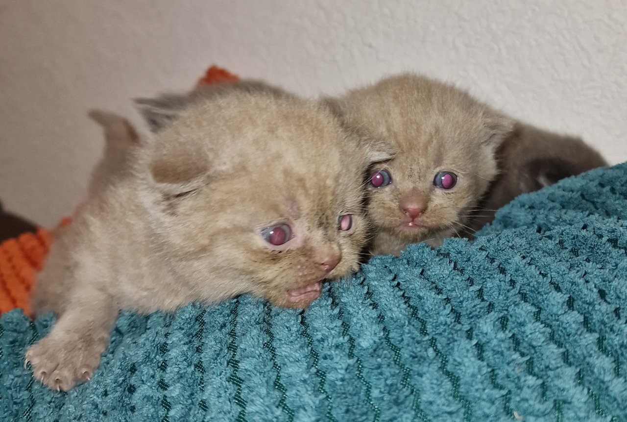 Kitten Scottish Fold Kurzhaar Katzen Kleinanzeigen Net